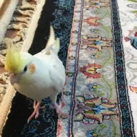 یک جفت عروس هلندی سالم