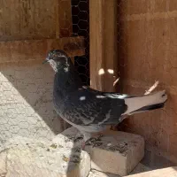 کبوتر|پرنده|نائین, |دیوار