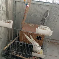 عروس سخنگو|پرنده|ری, شهرک نظامی|دیوار