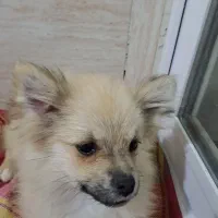 پاپی آموزش دیده