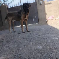 یک‌‌سگ‌سرابی ‌2یا3سال‌داره.بفرش‌می‌رسد|سگ|مشهد, تبادکان|دیوار