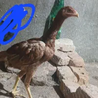 جوجه مرغ لاری