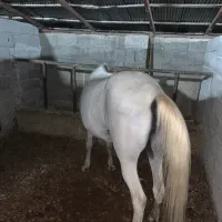 مادیان ترکی یورقه|اسب و تجهیزات اسبسواری|ماسال, |دیوار