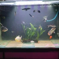 اکواریوم ۱ متری با لوازم