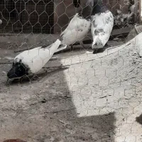 کبوتر پاکستانی پرشی به شرط دهن جور
