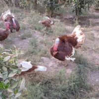 بوقلمو بوربون۱۲عدد|حیوانات مزرعه|شوشتر, |دیوار
