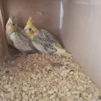 عروس هلندی با جوجه