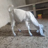 فروش  کره نر درخونه ای