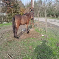 قاطر|حیوانات مزرعه|اسالم, |دیوار