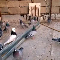 کبوتر پلاکی، مسافتی، اتم|پرنده|ملکان, |دیوار