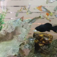 ماهی گوپی|ماهی|یزد, |دیوار