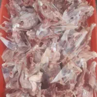 اسکلت مرغ