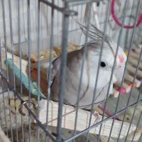 باسلام خدمت دوستان عزیز|پرنده|میناب, |دیوار