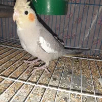 عروس هلندی|پرنده|اهواز, کوی مندلی(سه راه خرمشهر)|دیوار