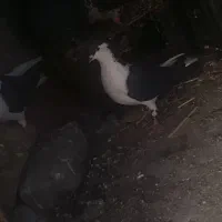 کبوتر‌گم.شده