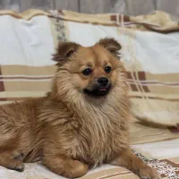 سگ پامرین روباهی ۱ ساله همه کارا انجام شده.