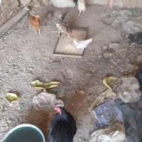 مرغ وجوجه