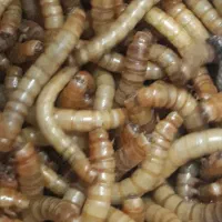 میلورم زنده