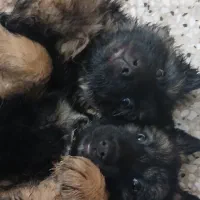 توله ژرمن شپرد