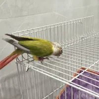 طوطی گرینچیک|پرنده|گلپایگان, |دیوار
