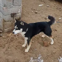 سگ هاسگی|سگ|هشترود, |دیوار