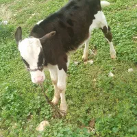 گاوه و گوساله