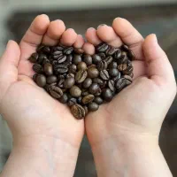 دان قهوه ویتنام روبوستا درجه یک