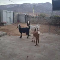 بز دوقولو زا|حیوانات مزرعه|کوهرنگ, |دیوار