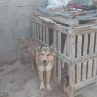واگذاری سگ گله ای|سگ|بندر گناوه, |دیوار