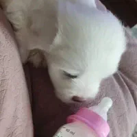 واگذاری سگ باردار|سگ|اصفهان, آهنگران|دیوار