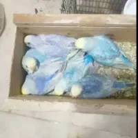 مرغ عشق ریمبو (مولد)|پرنده|اهواز, کوی علوی|دیوار