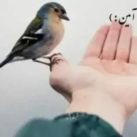 عروس هلندی پیدا شده