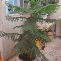 سه تاکاج مطبق زیبا  و بزرگ|گل و گیاه طبیعی|تهران, جیحون|دیوار