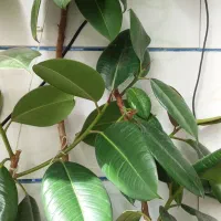 گل خانگی و آپارتمانی|گل و گیاه طبیعی|کیار, |دیوار