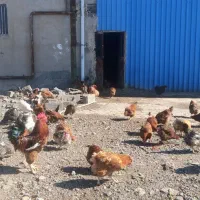 مرغ محلی تخم گذار