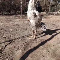 تخم مرغ نطفه دار لاری|حیوانات مزرعه|کرج, پیشاهنگی|دیوار