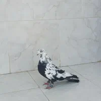 کبوتر واشه ای نر بازیکن