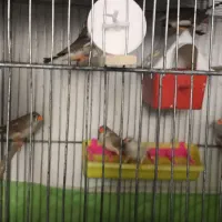 فروش فنچ کینگ به شرط تخمگذاری با قیمت مناسب