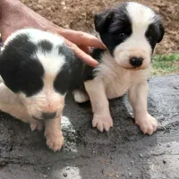 توله سگ بته دار