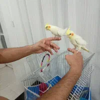 عروس هلندی|پرنده|مرودشت, ژیان|دیوار