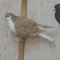 زرد پاک .کفتر بوم. ساده