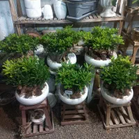 گل بونسای میخک از تولیدی بخر|گل و گیاه طبیعی|مشهد, حضرت حجت|دیوار