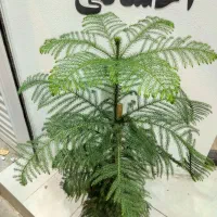 گل و گیاه آپارتمانی و زینتی