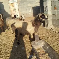 میش آبستن