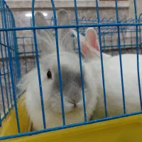 یه جفت خرگوش|موش و خرگوش|یزد, |دیوار