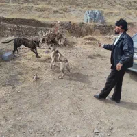 حیوانات|سگ|بستان آباد, |دیوار