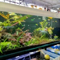 آکواریوم سیف فروش اقساطی