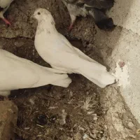 طوقی های اویناق و ساعتی معاوضه با دوبر|پرنده|ویلکیج, |دیوار