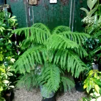 گل های زیبا|گل و گیاه طبیعی|شیراز, شیخ روزبهان|دیوار