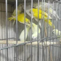 راهب های ماده ـفقط معاوضه با نر|پرنده|کاشان, مشکات|دیوار